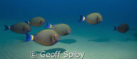 a school of surgeonfish at Ponta D`Ouro, Mozambique by Geoff Spiby 